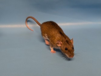 Emile