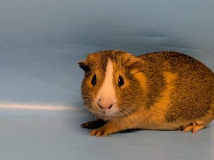 Cookie