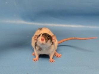 Ratthew