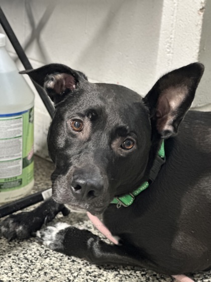 Keydah, an adoptable Pit Bull Terrier, German Shepherd Dog in Rhinelander, WI, 54501 | Photo Image 1