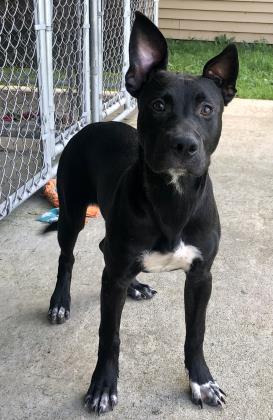 Keydah, an adoptable Pit Bull Terrier, German Shepherd Dog in Rhinelander, WI, 54501 | Photo Image 2
