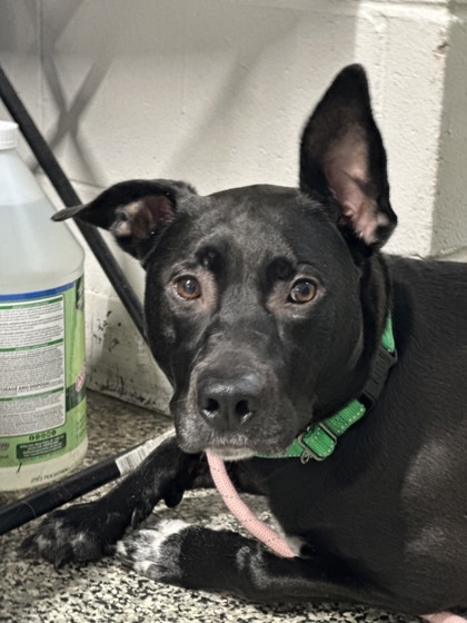 Keydah, an adoptable Pit Bull Terrier, German Shepherd Dog in Rhinelander, WI, 54501 | Photo Image 3