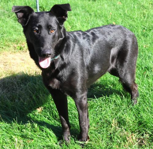 Nikki, an adoptable Shepherd in Thief River Falls, MN, 56701 | Photo Image 1