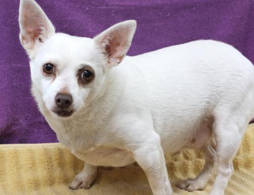 Charlie AKA Pinapple, an adoptable Chihuahua in Thief River Falls, MN, 56701 | Photo Image 1