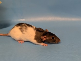 Remy
