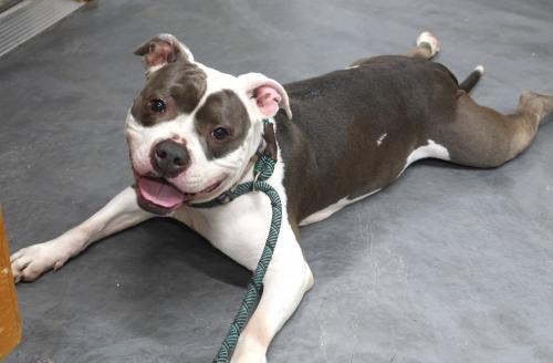 Nala, an adoptable Pit Bull Terrier in Thief River Falls, MN, 56701 | Photo Image 1