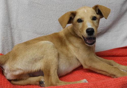 Ribsy, an adoptable Labrador Retriever in Thief River Falls, MN, 56701 | Photo Image 1