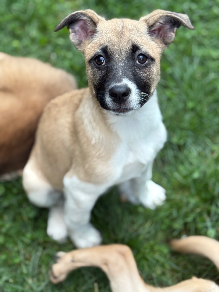 Flurri