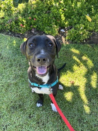 Hachi, an adoptable Pit Bull Terrier, Mixed Breed in Honolulu, HI, 96826 | Photo Image 1