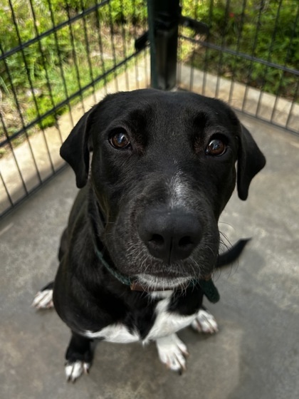 Hachi, an adoptable Pit Bull Terrier, Mixed Breed in Honolulu, HI, 96826 | Photo Image 2