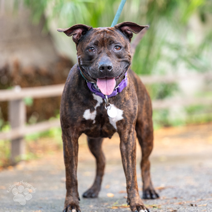 Lulu, an adoptable Pit Bull Terrier, Mixed Breed in Honolulu, HI, 96826 | Photo Image 1