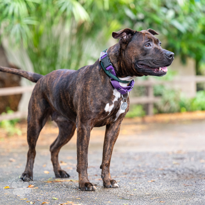 Lulu, an adoptable Pit Bull Terrier, Mixed Breed in Honolulu, HI, 96826 | Photo Image 2