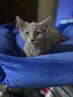 Curly, an adoptable Nebelung in Parlier, CA, 93648 | Photo Image 1