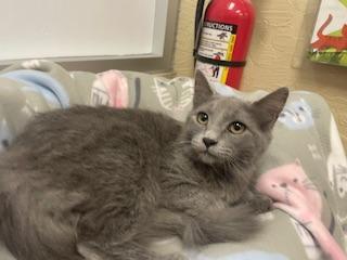 Curly, an adoptable Nebelung in Parlier, CA, 93648 | Photo Image 1