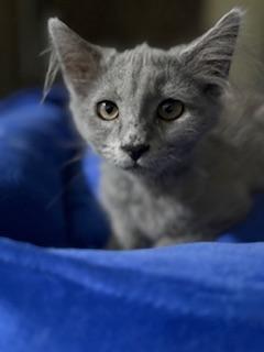Curly, an adoptable Nebelung in Parlier, CA, 93648 | Photo Image 2