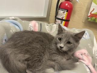 Curly, an adoptable Nebelung in Parlier, CA, 93648 | Photo Image 2