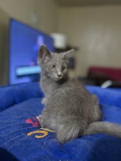 Curly, an adoptable Nebelung in Parlier, CA, 93648 | Photo Image 3