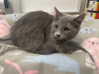 Curly, an adoptable Nebelung in Parlier, CA, 93648 | Photo Image 3