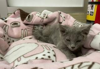Curly, an adoptable Nebelung in Parlier, CA, 93648 | Photo Image 4
