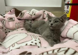 Curly, an adoptable Nebelung in Parlier, CA, 93648 | Photo Image 5