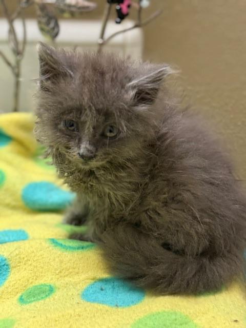 Curly, an adoptable Nebelung in Parlier, CA, 93648 | Photo Image 6
