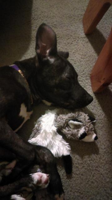 Rex