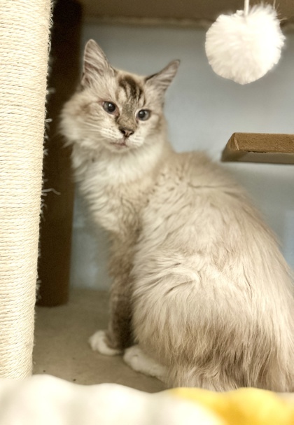 Sassy, an adoptable Himalayan, Domestic Short Hair in Morton Grove, IL, 60053 | Photo Image 1