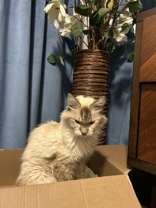 Sassy, an adoptable Himalayan, Domestic Short Hair in Morton Grove, IL, 60053 | Photo Image 2