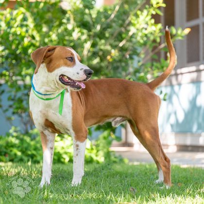 Freddy, an adoptable Pit Bull Terrier, Mixed Breed in Honolulu, HI, 96826 | Photo Image 1