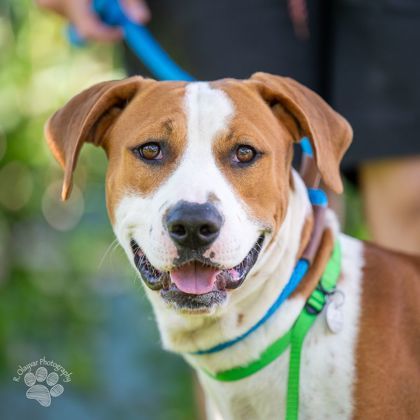 Freddy, an adoptable Pit Bull Terrier, Mixed Breed in Honolulu, HI, 96826 | Photo Image 2