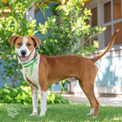 Freddy, an adoptable Pit Bull Terrier, Mixed Breed in Honolulu, HI, 96826 | Photo Image 3