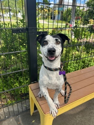 Burton, an adoptable Mixed Breed in Honolulu, HI, 96826 | Photo Image 1