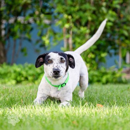 Burton, an adoptable Mixed Breed in Honolulu, HI, 96826 | Photo Image 2