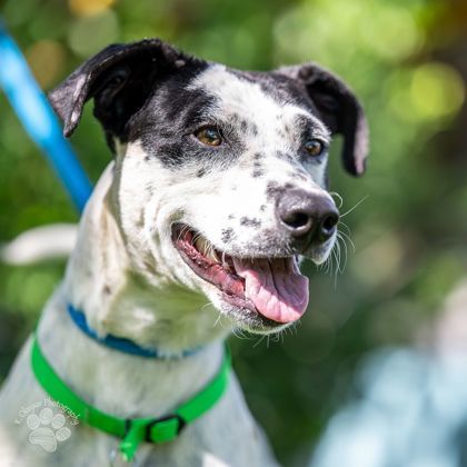 Burton, an adoptable Mixed Breed in Honolulu, HI, 96826 | Photo Image 3