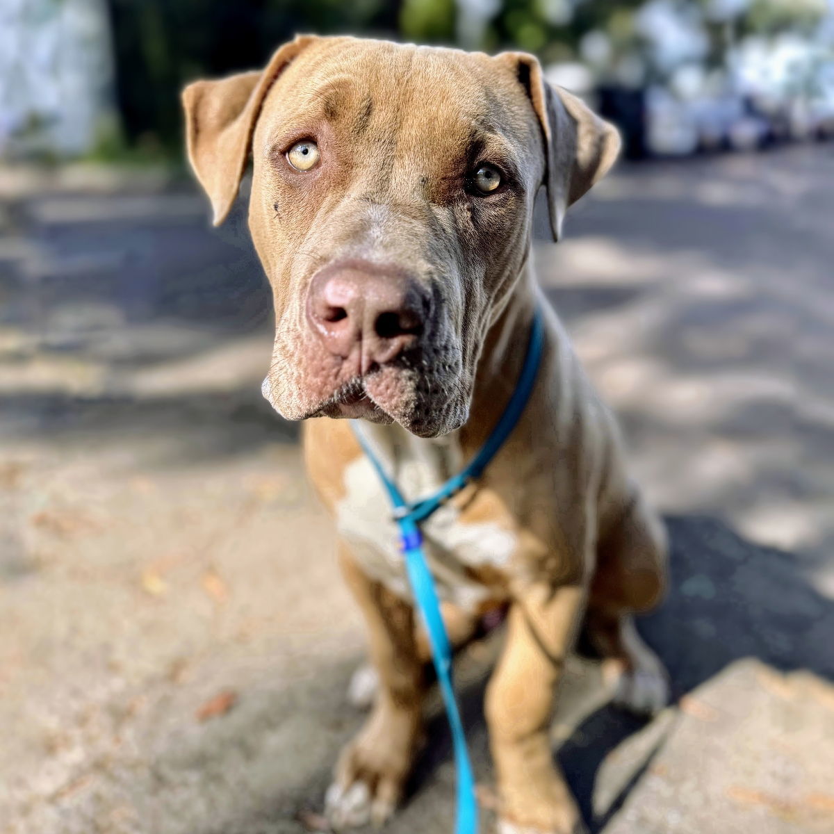 Tonka