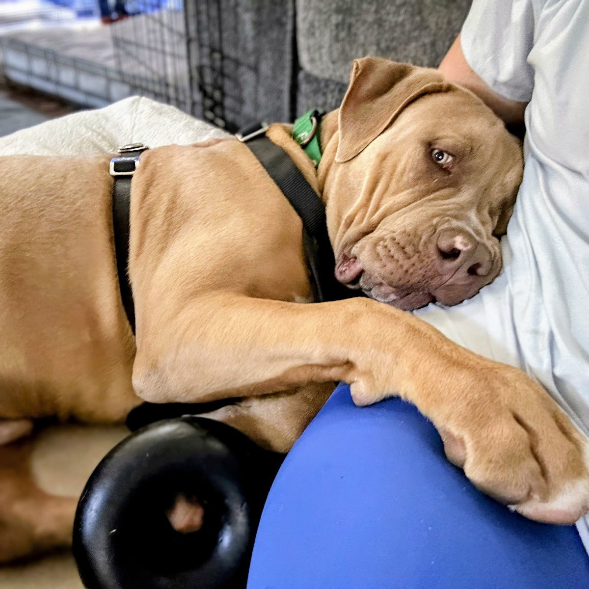 Tonka