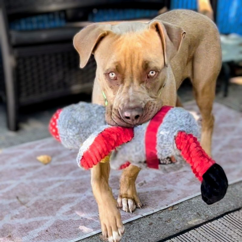 Tonka