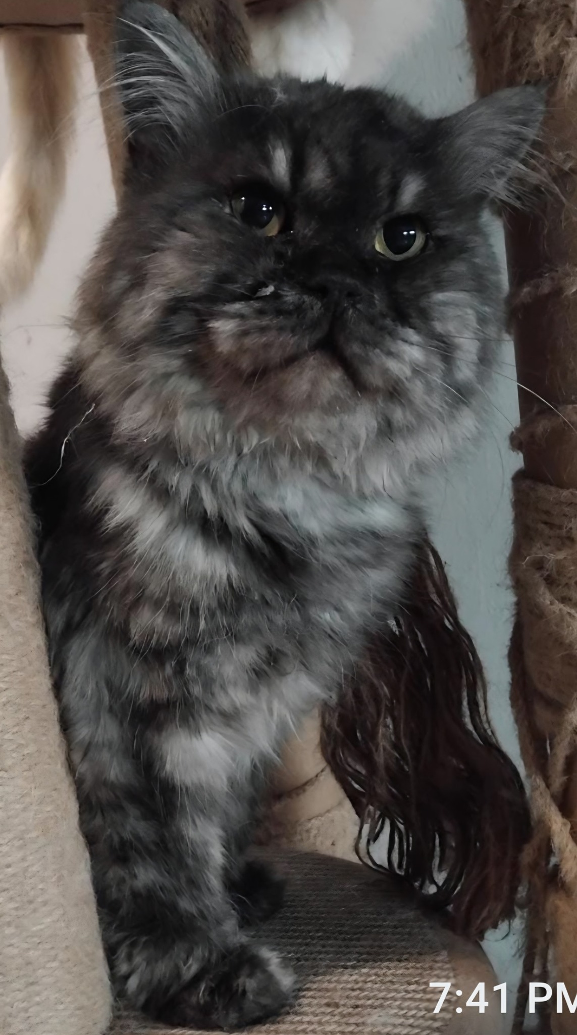 Nachos, an adoptable Ragdoll in Snow Hill, MD, 21863 | Photo Image 1