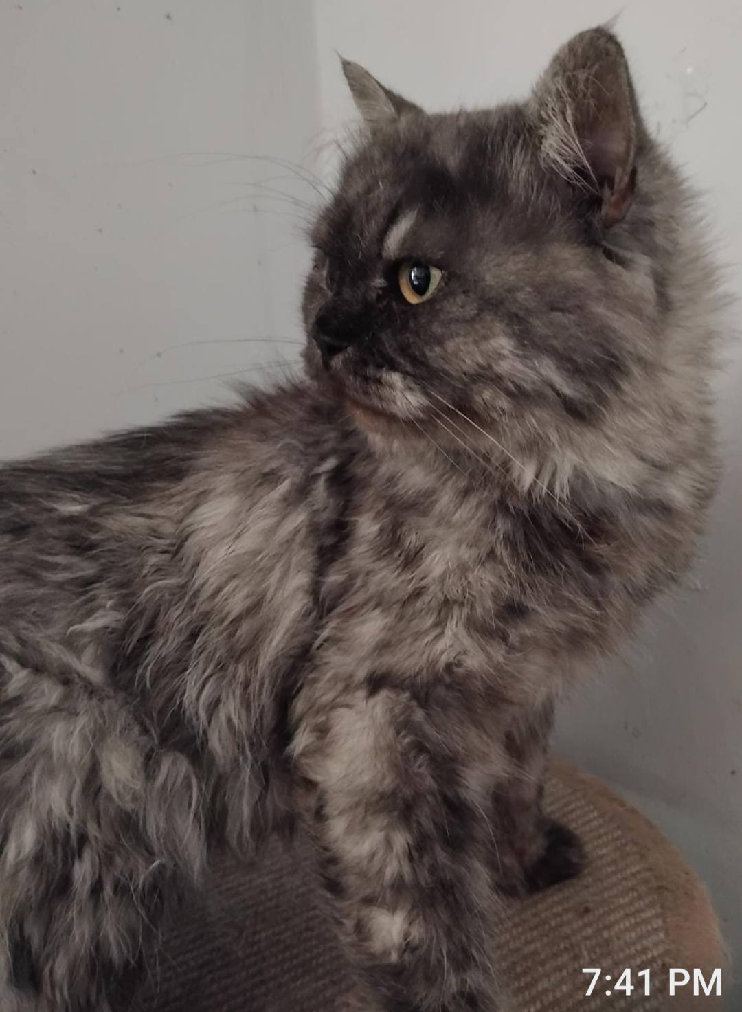 Nachos, an adoptable Ragdoll in Snow Hill, MD, 21863 | Photo Image 2