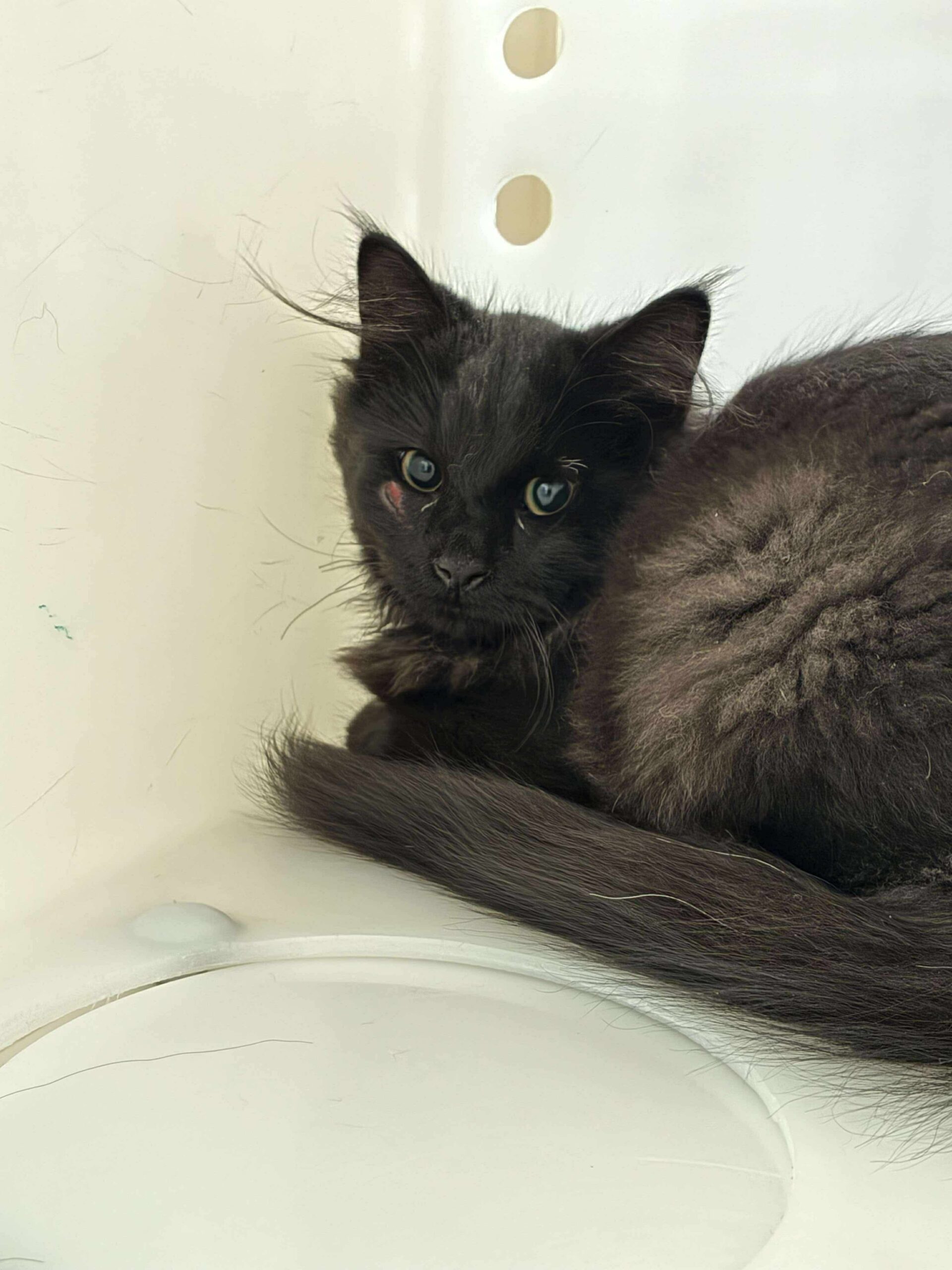 Percy, an adoptable Domestic Long Hair in Dillon, MT, 59725 | Photo Image 1