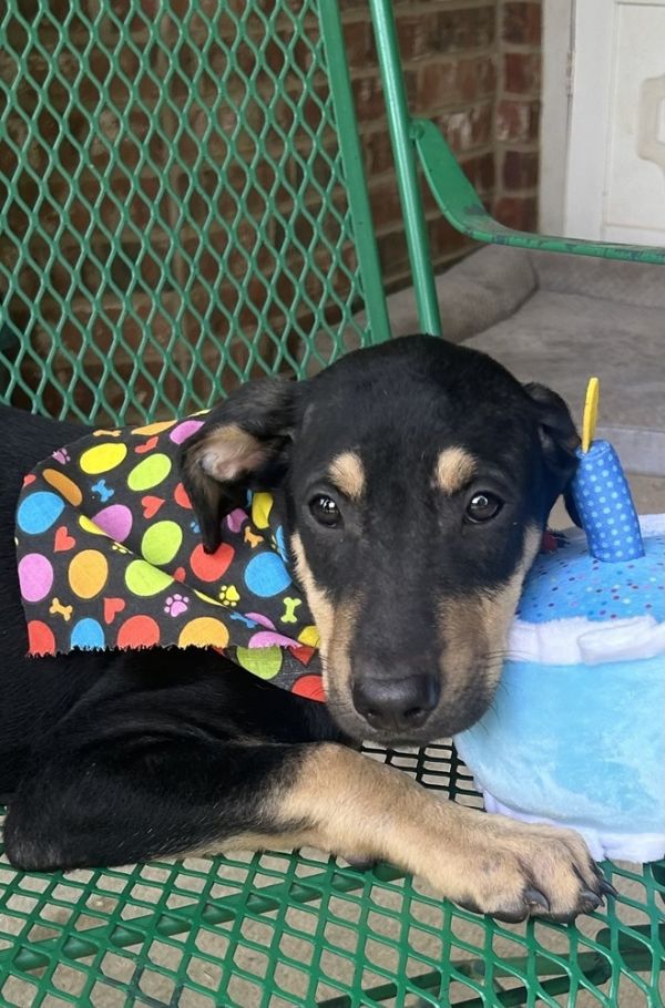 Mera  M Litter photo 1