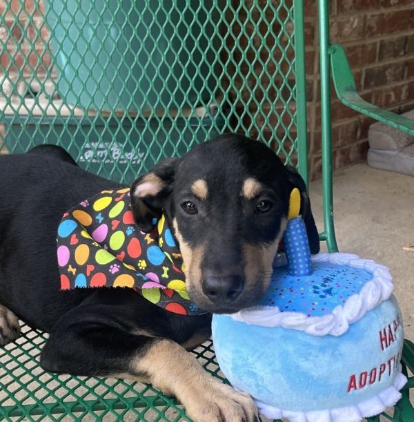 Mera  M Litter thumbnail 3