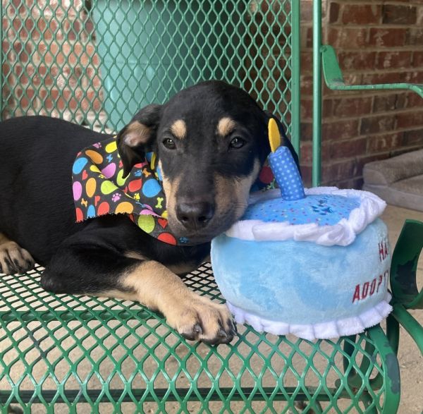 Mera  M Litter thumbnail 4