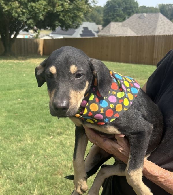 Mera  M Litter thumbnail 5