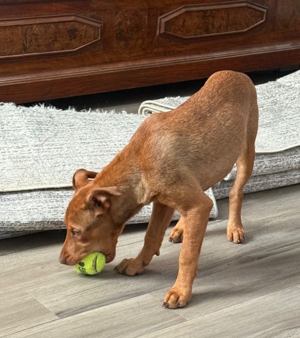 Maggie  M Litter thumbnail 6