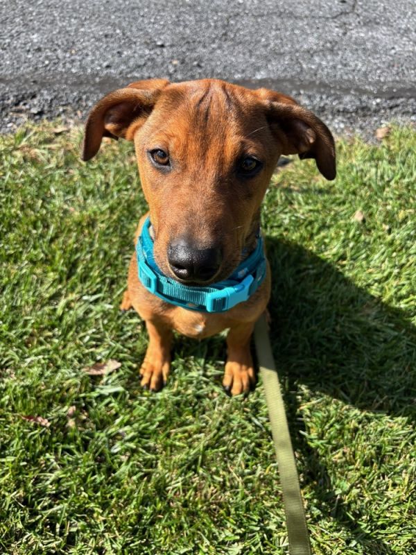 Magnum  M Litter photo 1