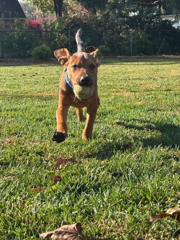 Magnum  M Litter thumbnail 3