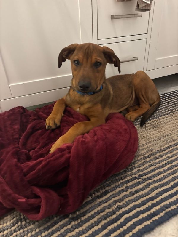 Magnum  M Litter thumbnail 4