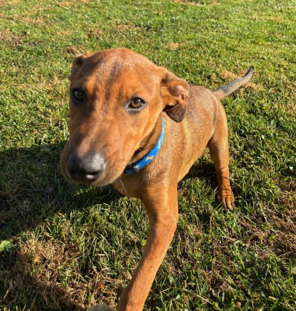 Magnum  M Litter thumbnail 5