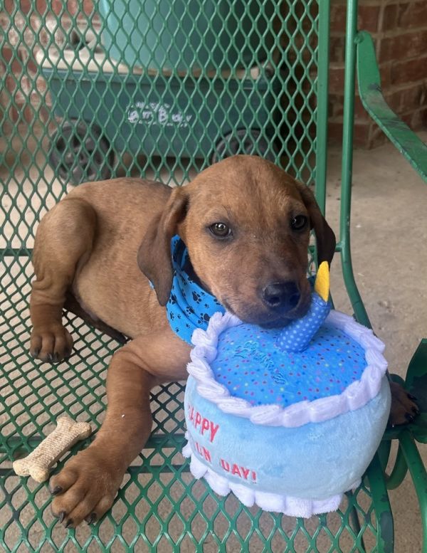 Magnum  M Litter thumbnail 6